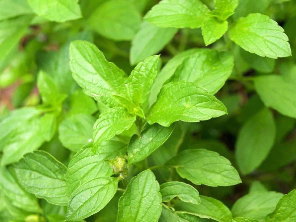 Close-up of holy basil, tulsi leaves in tea garden.
